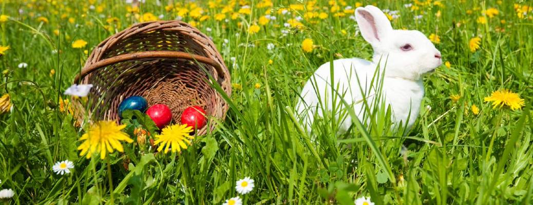 An Easter basket with colorful eggs next to a live rabbit, in a field of grass